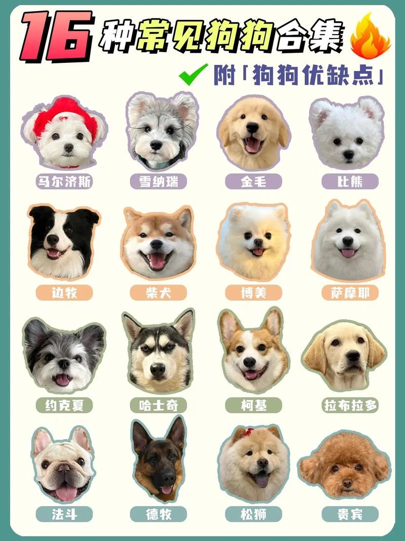 从超小到超大型,总有一款适合你!(宠物狗狗品种大全及图片) 从超小到超大型,总有一款适合你!(宠物狗狗品种大全及图片)