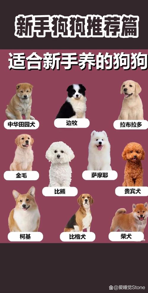 选适合你的狗狗(狗大全品种大全图片) 选适合你的狗狗(狗大全品种大全图片)
