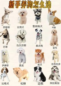 选健康活泼狗狗，性格合生活匹配（狗狗怎么挑选）