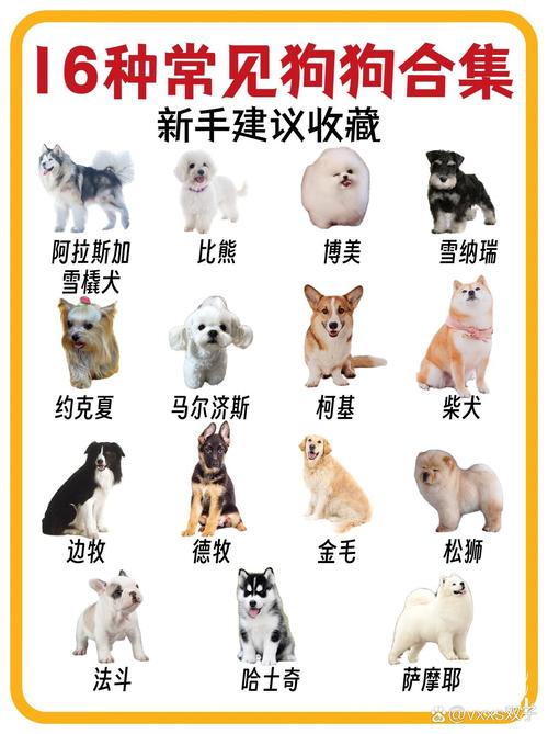 全球狗种多,选对适合你的宠物狗!(宠物狗品种大全全图) 全球狗种多,选对适合你的宠物狗!(宠物狗品种大全全图)