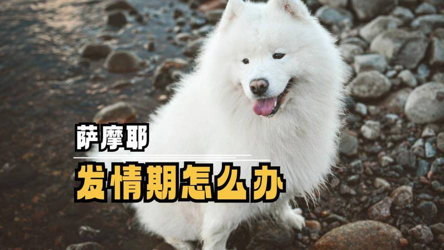小狗发情期应对指南(小狗发情期怎么度过) 小狗发情期应对指南(小狗发情期怎么度过)