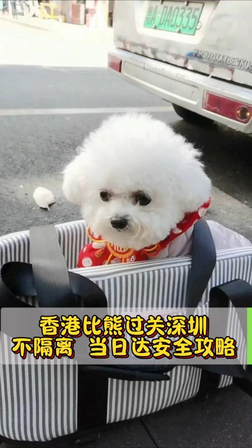 小狗闯关,带听不见的狗狗冒险!(小狗过关) 小狗闯关,带听不见的狗狗冒险!(小狗过关)