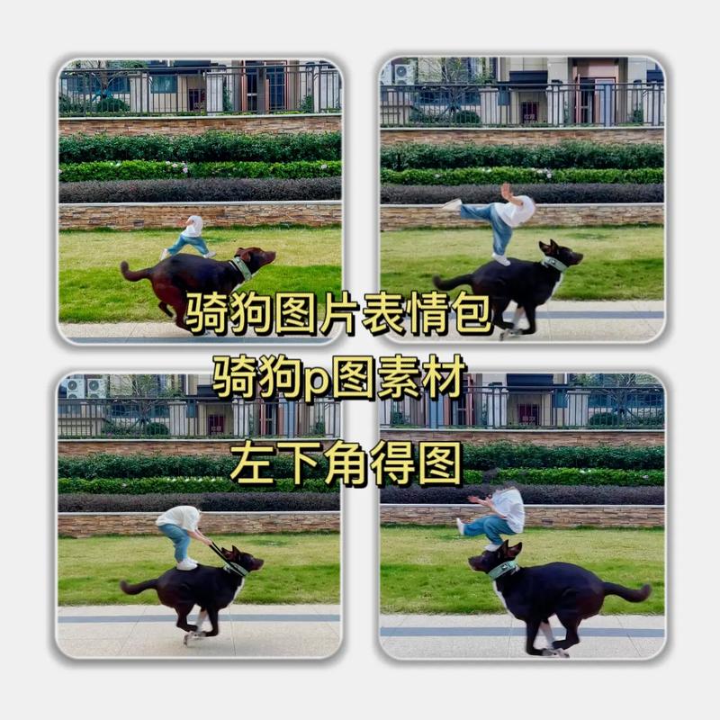 狗狗骑主人叫醒,萌化人心(狗狗骑在主人身上表情包) 狗狗骑主人叫醒,萌化人心(狗狗骑在主人身上表情包)