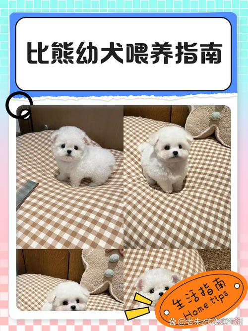 母乳过渡粮(1个月的小狗怎么养) 母乳过渡粮(1个月的小狗怎么养)