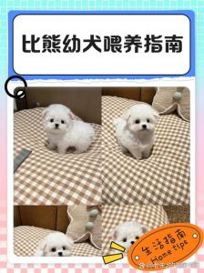 母乳过渡粮（1个月的小狗怎么养）