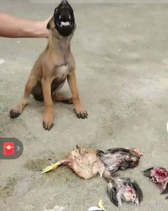 狗狗咬不到鸡主人怎么办？（狗狗咬鸡捉又捉不到打又打不了）