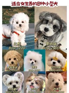 10种好养又便宜的宠物犬（十大便宜好养的宠物狗）