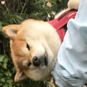 狗狗搞笑瞬间,萌动图让人忍俊不禁!(小狗狗动图) 狗狗搞笑瞬间,萌动图让人忍俊不禁!(小狗狗动图)