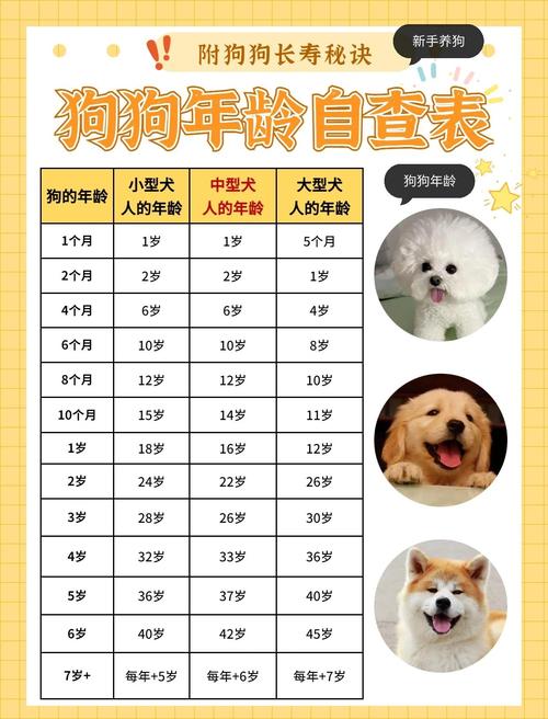 科学喂养养出长寿狗（养狗真的不能超过8年吗）