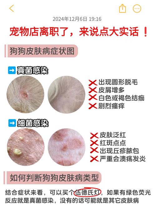 狗狗皮癣怎么办?干燥护理是关键!(狗子长皮癣怎么办) 狗狗皮癣怎么办?干燥护理是关键!(狗子长皮癣怎么办)