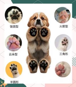 时间精力精力？健康品种！（怎样选到一只好狗的方法）
