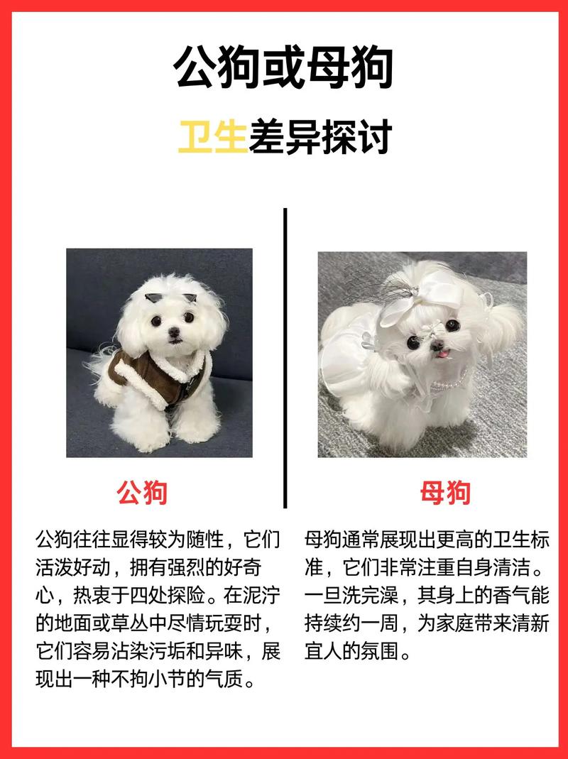 眼神明亮,鼻子湿润,毛发健康,选对最配的宠物!(如何挑选宠物狗) 眼神明亮,鼻子湿润,毛发健康,选对最配的宠物!(如何挑选宠物狗)