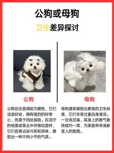 选土狗看健康性格，认准靠谱渠道（土狗挑选方法）