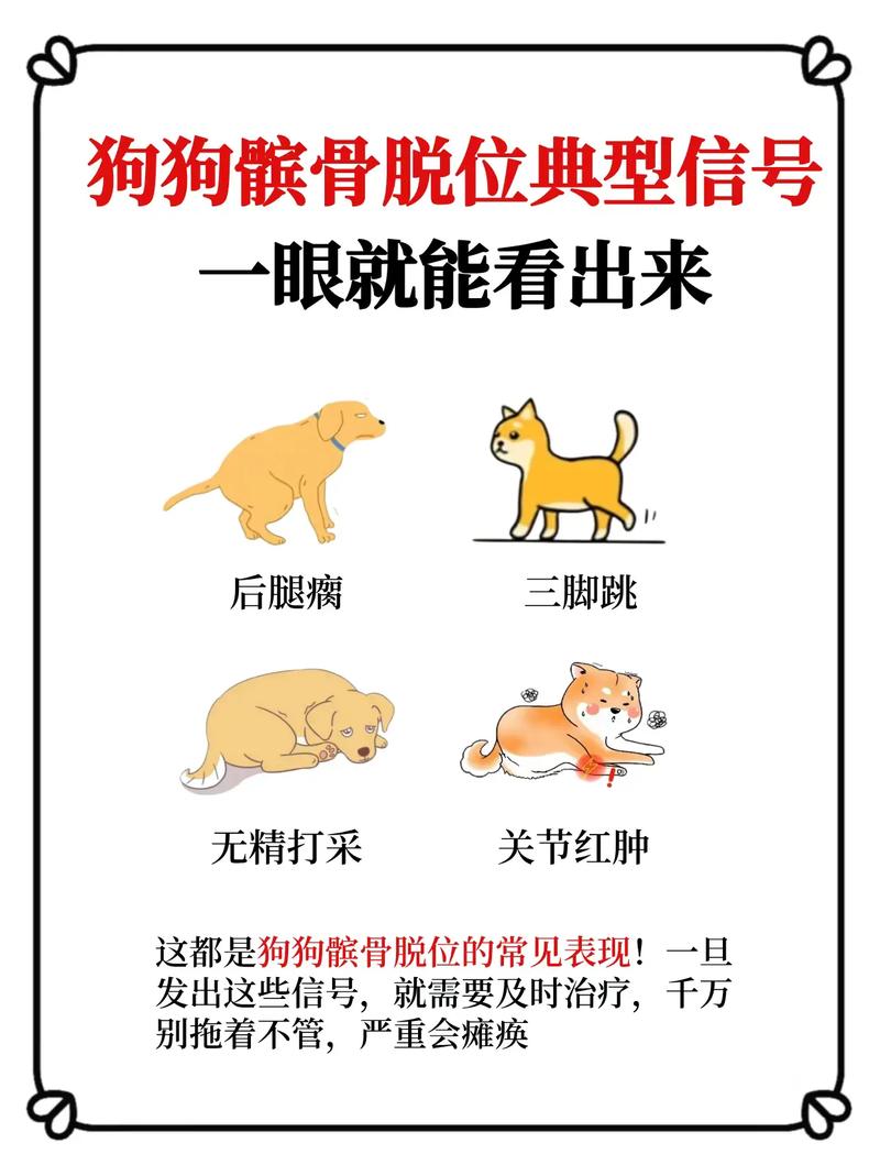 小狗膝盖肿跛行?可能是髌骨脱位!(如何辨别小狗是否有髌骨脱位) 小狗膝盖肿跛行?可能是髌骨脱位!(如何辨别小狗是否有髌骨脱位)