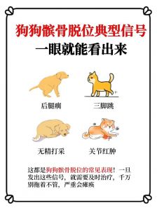 小狗膝盖肿跛行？可能是髌骨脱位！（如何辨别小狗是否有髌骨脱位）