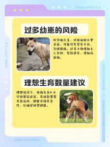 母狗生小狗不一定同品种，基因复杂有差异（母狗生的小狗跟母狗一个品种吗）