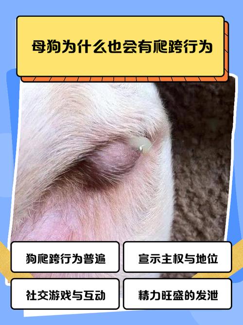 狗狗老年痴呆怎么办?(母狗只有四个呆呆正常吗) 狗狗老年痴呆怎么办?(母狗只有四个呆呆正常吗)