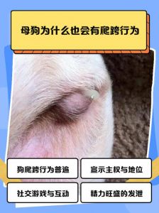 狗狗老年痴呆怎么办？（母狗只有四个呆呆正常吗）