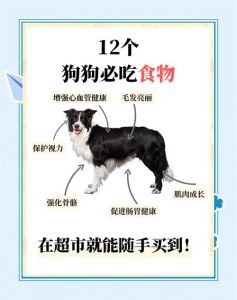 科学喂养助狗狗增重，营养均衡是关键！（狗子吃什么长肉）