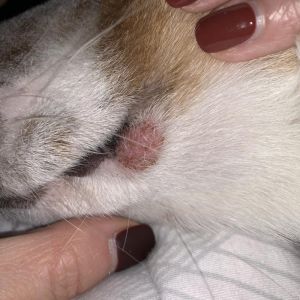 狗狗嘴边肉球？可能是增生或感染，持续增大需就医（狗子嘴巴长了肉疙瘩）
