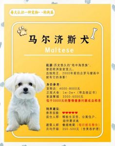 选狗看活力眼神好，皮毛健康性格合（怎么样挑选一条好狗）