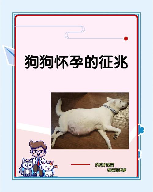 孕妇梦狗,预示宝宝健康性格(孕妇梦到很多小狗狗) 孕妇梦狗,预示宝宝健康性格(孕妇梦到很多小狗狗)
