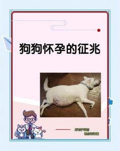 孕妇梦狗，预示宝宝健康性格（孕妇梦到很多小狗狗）