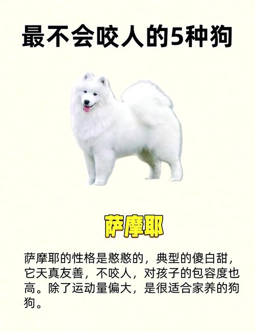 选温顺狗看毛色体型牙,选理想伴侣犬(小狗怎挑好的不咬人) 选温顺狗看毛色体型牙,选理想伴侣犬(小狗怎挑好的不咬人)