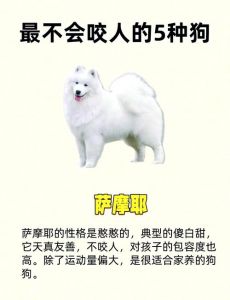 选温顺狗看毛色体型牙，选理想伴侣犬（小狗怎挑好的不咬人）