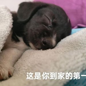 正向激励，耐心引导（给小狗的任务）