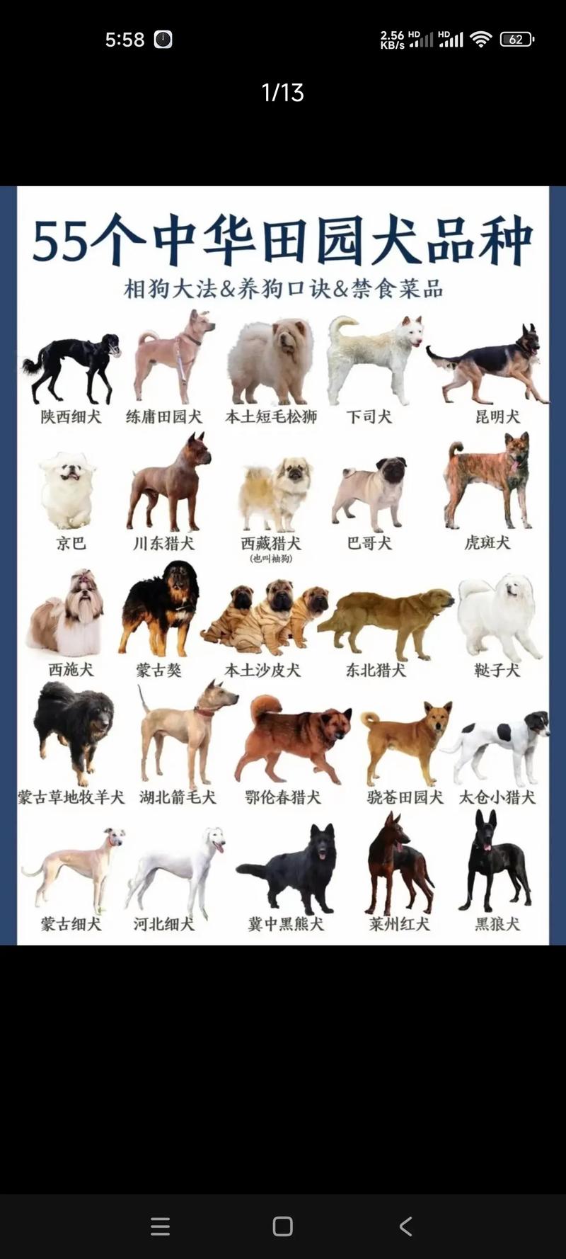 狗狗品种超500种,贵宾金毛最受欢迎!(宠物狗狗品种大全图片) 狗狗品种超500种,贵宾金毛最受欢迎!(宠物狗狗品种大全图片)