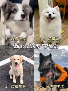 《极限挑战》狗王子撞脸梗引关注，特工任务紧张刺激成经典一期（极限挑战有狗的是哪一期）