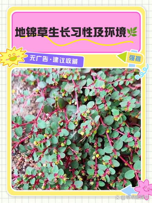 地狗子是啥?艾鼬蛴螬还是知了猴?(地狗子学名叫什么) 地狗子是啥?艾鼬蛴螬还是知了猴?(地狗子学名叫什么)