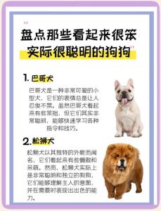 狗狗聪明敏感，嗅觉惊人，是忠实伙伴（小狗有哪些本领和本能）