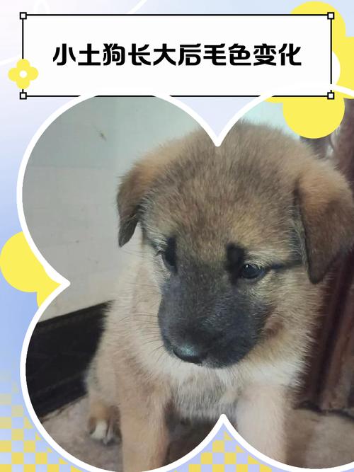 土狗成长韵味独特(土狗长大的样子图片) 土狗成长韵味独特(土狗长大的样子图片)