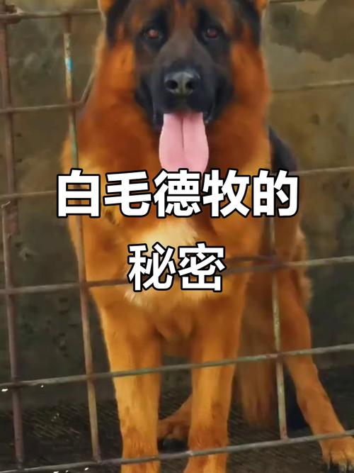 黑狗胸口白毛旺财,吉祥好兆头!(狗胸口带白毛好不好) 黑狗胸口白毛旺财,吉祥好兆头!(狗胸口带白毛好不好)