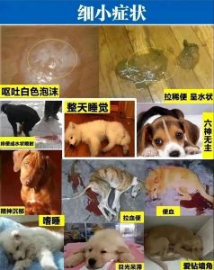疫苗卫生科学喂养（宠物狗细小怎么引起的）