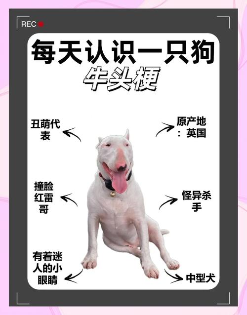 大狗狗网络梗,爆笑解构网络暴力(大狗狗是什么梗) 大狗狗网络梗,爆笑解构网络暴力(大狗狗是什么梗)