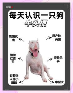 大狗狗网络梗，爆笑解构网络暴力（大狗狗是什么梗）