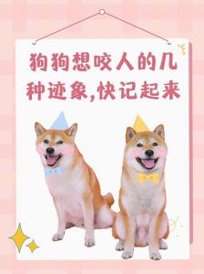 狗狗咬人原因多，防惊扰巧引导（温顺的狗突然咬你是怎么回事）