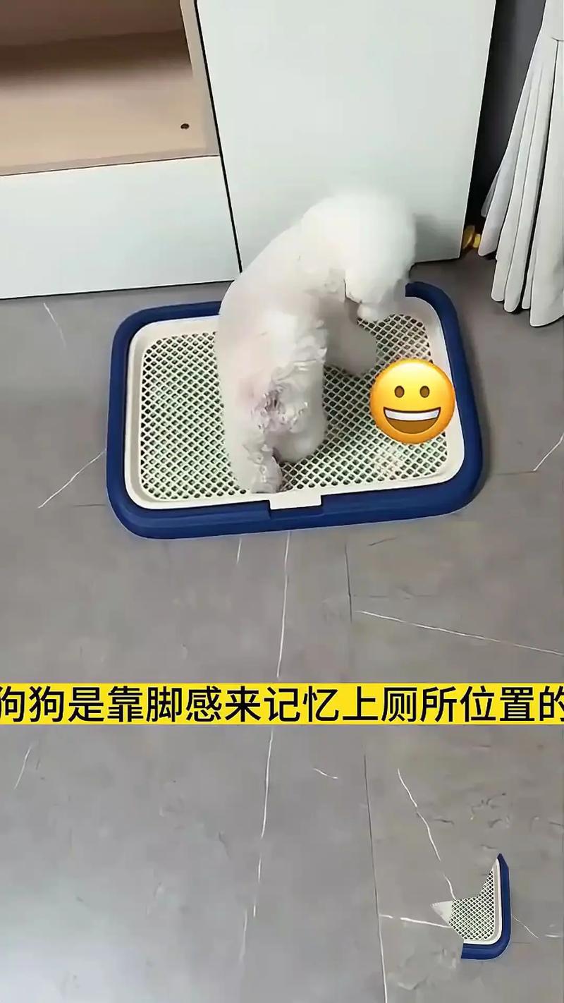 《模拟人生4》狗狗自动上厕所,亲密度提升攻略(模拟人生4宠物狗如何上厕所) 《模拟人生4》狗狗自动上厕所,亲密度提升攻略(模拟人生4宠物狗如何上厕所)