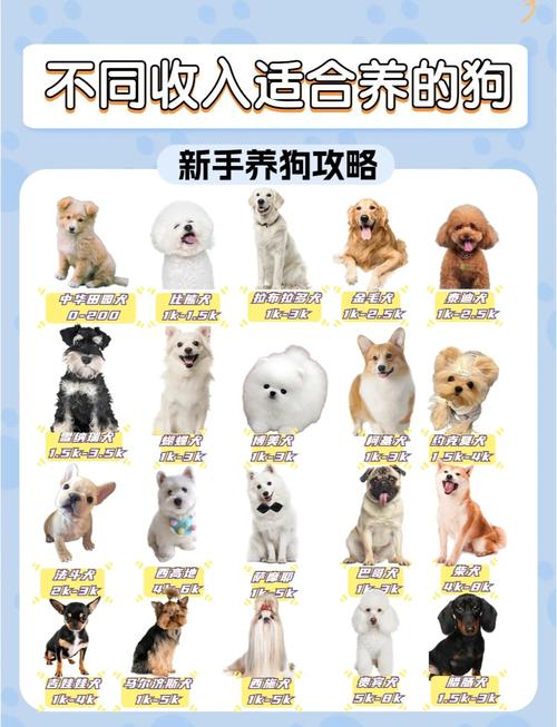 选对健康狗狗,开启幸福养宠生活(如何选择宠物狗) 选对健康狗狗,开启幸福养宠生活(如何选择宠物狗)