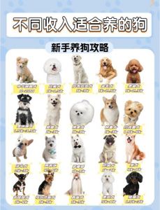 选对健康狗狗，开启幸福养宠生活（如何选择宠物狗）