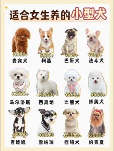 柯基博美金毛等温顺狗狗推荐（那种狗听话温顺好养）