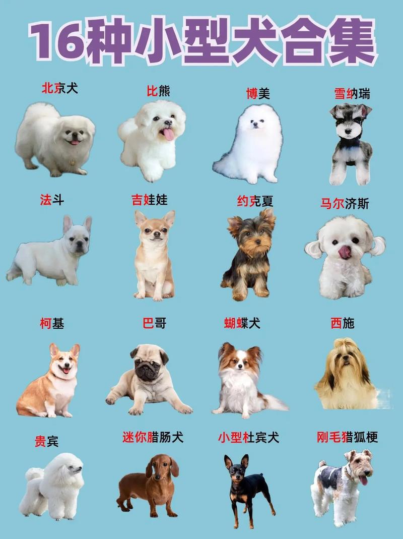健康运动与关爱(小狗狗品种有哪些) 健康运动与关爱(小狗狗品种有哪些)