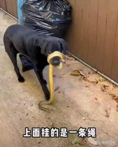 养狗拴绳也担责，主人须管理好犬只安全（选了绳子的狗狗把人下了要负责吗）