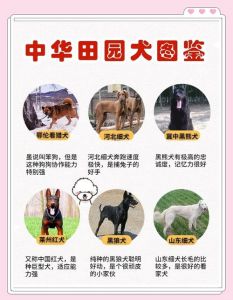 柯基萨摩耶金毛拉布拉多泰迪优缺点（中国最常见50个狗狗品种）