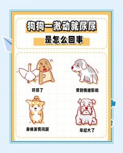小狗尿失禁别担心，耐心训练多陪伴（嘿嘿小狗没事就是吓尿了）