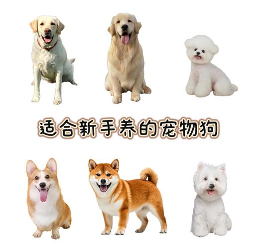 选温顺犬合规养,少掉毛好相处(适合家养狗狗品种) 选温顺犬合规养,少掉毛好相处(适合家养狗狗品种)