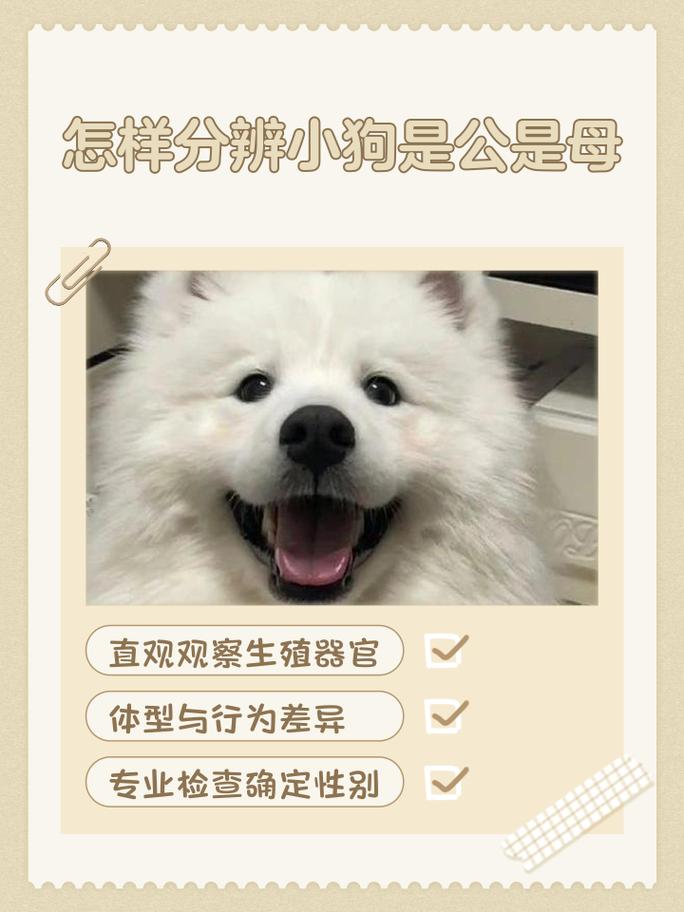 小狗社交焦虑吠叫怎么办?(小狗看到别的狗就叫) 小狗社交焦虑吠叫怎么办?(小狗看到别的狗就叫)